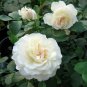 Rosa White Meidiland plant 1gallon Live Plant NN7 FR71G Outdoor