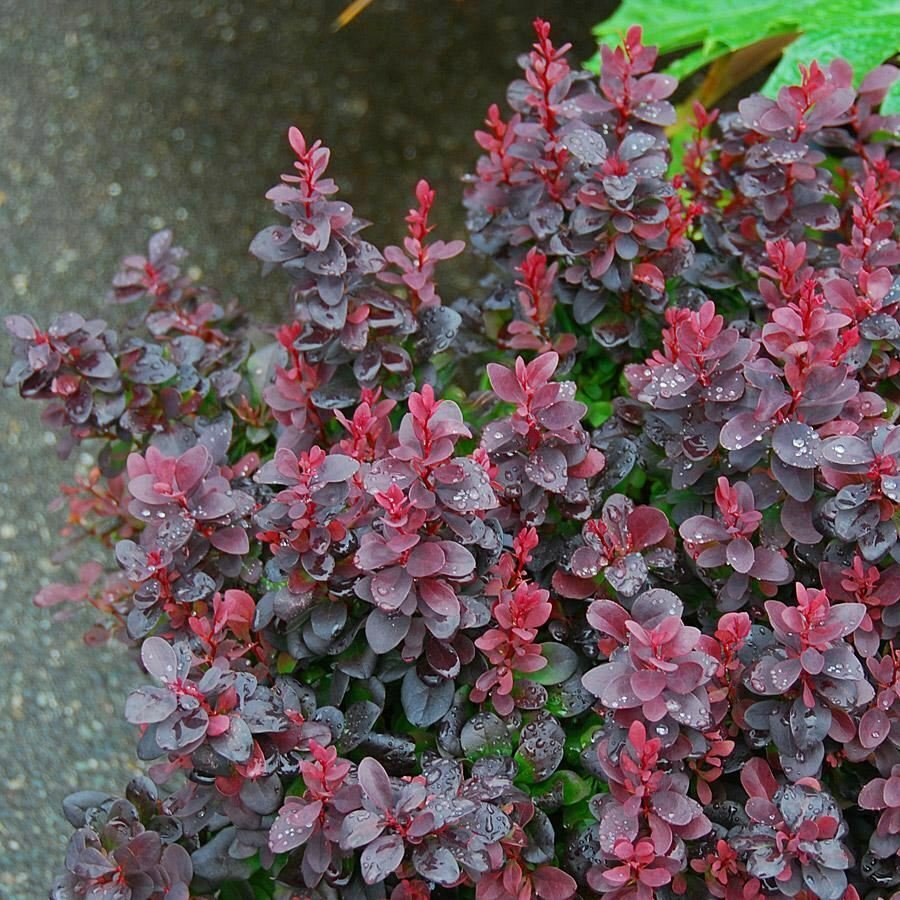 Berberis Concorde plant 5gallon Live Plant NN7 FR75G Outdoor