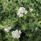 Cotoneaster Streibs Findling plant 1gallon Live Plant NN7 FR71G Outdoor