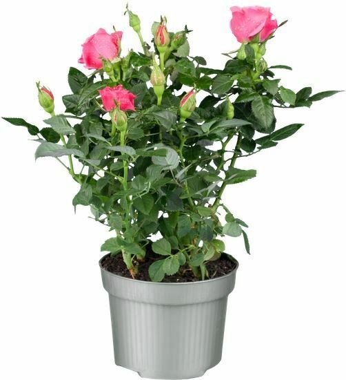 Rosa drift Pink PP#18874 plant 1gallon Live Plant NN7 FR71G Outdoor