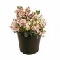 Rhaphiolepis Bay Breeze plant 1gallon Live Plant NN7 FR71G Outdoor