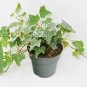 Parthenocissus tricuspidata Boston Ivy plant 5gallon Live Plant NN7 MR75G