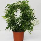 Jasminum polyanthemum Pink Jasmine plant 5gallon Live Plant NN7 mr75g