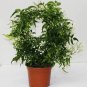 Jasminum polyanthemum Pink Jasmine plant 5gallon Live Plant NN7 mr75g