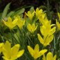 Zephyranthes citrina Yellow Fairy Lily plant 1gallon Live Plant NN7 MR71G