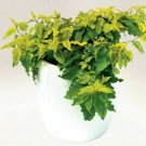 Cistus Skanbergii plant 1gallon Live Plant NN7 FR71G Outdoor