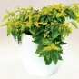 Cistus Skanbergii plant 1gallon Live Plant NN7 FR71G Outdoor