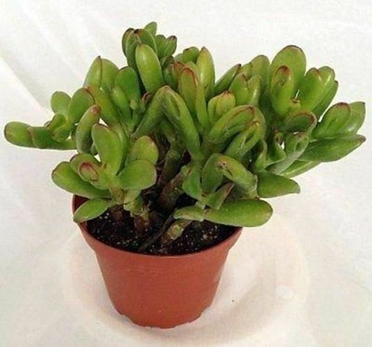 Hobbit Jade Crassula Ovuta Easy To Grow  Live Plant NN7 4inPot  Indoor CO8