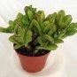 Hobbit Jade Crassula Ovuta Easy To Grow  Live Plant NN7 4inPot  Indoor CO8
