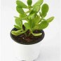 Jade Crassula Ovuta Money Easy To Grow  Live Plant NN7 4inPot  Indoor CO8