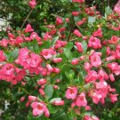 Escallonia exon Fradesii Escallonia pink plant 1gallon Live Plant NN7 MR71G
