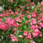 Escallonia exon Fradesii Escallonia pink plant 1gallon Live Plant NN7 MR71G