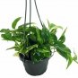 Red Christmas Cactus Zygocactus 6inPot Live Plant NN7 6in9 FOLIAGE INDOOR CO8 FO