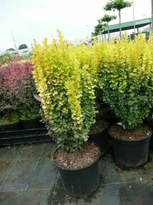 Berberis Golden Rocket plant 5gallon Live Plant NN7 FR75G Outdoor