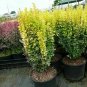 Berberis Golden Rocket plant 5gallon Live Plant NN7 FR75G Outdoor