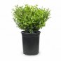 Callistemon Citrinus plant 5gallon Live Plant NN7 FR75G Outdoor