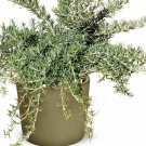 Rosmarinus Prostratus plant 1gallon Live Plant NN7 FR71G Outdoor