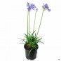 Agapanthus Peter Pan plant 5gallon Live Plant NN7 FR75G Outdoor