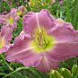 Hem Lavender Vista TM plant 5gallon Live Plant NN7 FR75G Outdoor