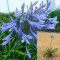 Agapanthus Deja Sky Blue plant 5gallon Live Plant NN7 FR75G Outdoor