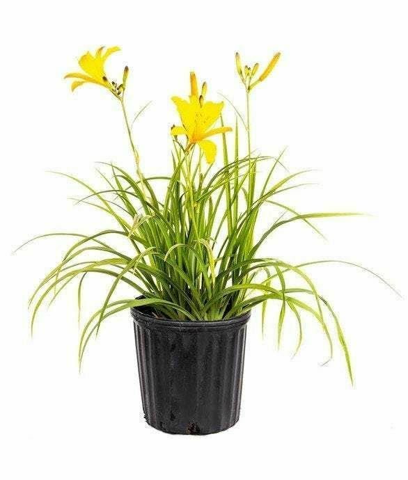 Hem Stella De Oro Yellow plant 5gallon Live Plant NN7 FR75G Outdoor