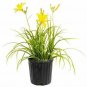 Hemerocallis Lemon Drop Daylily lemon yellow plant 1gallon Live Plant NN7 MR71G