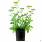 Swiftbridge Capital Yellow Achillea Moonshine plant 1gallon Live Plant NN7