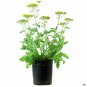 Swiftbridge Capital Yellow Achillea Moonshine plant 1gallon Live Plant NN7