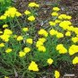 Swiftbridge Capital Yellow Achillea Moonshine plant 1gallon Live Plant NN7