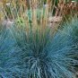 Festuca O Elijah Blue plant 1gallon Live Plant NN7