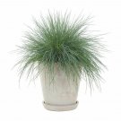 Festuca ovina Glauca -10 Blue Fescue plant 1gallon Live Plant NN7 MR71G
