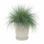 Festuca ovina Glauca -10 Blue Fescue plant 1gallon Live Plant NN7 MR71G