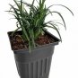Ophiopogon jap Nana Dwarf Mondo Grass plant 1gallon Live Plant NN7 MR71G