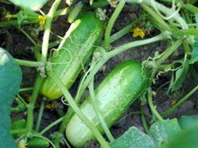Cucumber Pickling Vegetables Live Plant NN7 4inPot