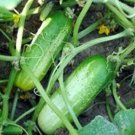 Cucumber Pickling Vegetables Live Plant NN7 4inPot