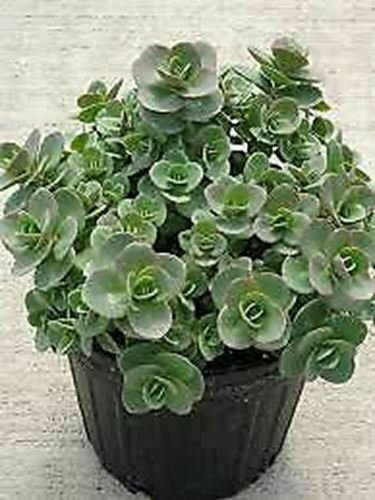 Sedum Lime Zinger In 6inPot Live Plant NN7 6in9 FOLIAGE INDOOR CO8