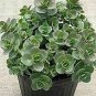 Sedum Lime Zinger In 6inPot Live Plant NN7 6in9 FOLIAGE INDOOR CO8
