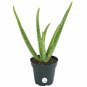Aloe Vera Indoor House Tallhips In  Grow Live Plant NN7 4inPot  Indoor CO8