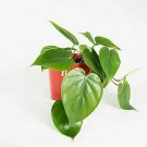 Heart Leaf Philodendron Philodendron Cordatum  Live Plant NN7 4inPot  Indoor CO8