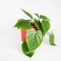 Heart Leaf Philodendron Philodendron Cordatum  Live Plant NN7 4inPot  Indoor CO8