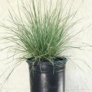 Muhlenbergia Dubia Muhlenbergia Rigens Lindheimeri OutdoorFr plant 1gallon Live