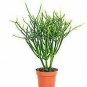 Golden DevilS Ivy Epipremnum hos 6inPot Hanging Easy To Grow Indoor Live Plant N