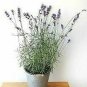 Goodwin Creek Gray Lavender Lavandula X Goodwin Creek ennial Galfr plant 1gallon