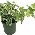 Gold Child English Ivy Yellow Hedera Helix Yellow Ripple Live Plant NN7 6inPot S