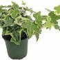 Gold Child English Ivy Yellow Hedera Helix Yellow Ripple Live Plant NN7 6inPot S