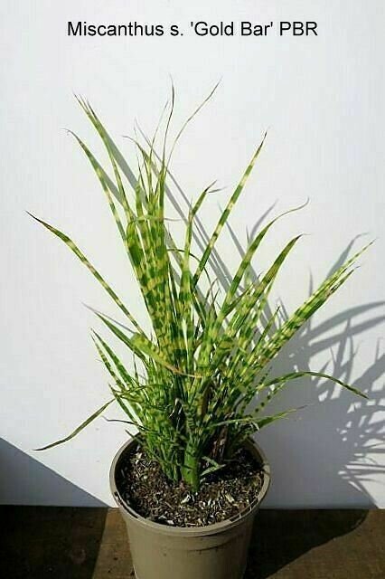 Maiden Grass Miscanthus Gold Bar Grasses ennial Outdoor plant 1gallon Live Plant