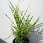 Maiden Grass Miscanthus Gold Bar Grasses ennial Outdoor plant 1gallon Live Plant