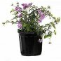 Creeping Lantana Lantana Montevidensis Lavender ennialfr plant 1gallon Live Plan