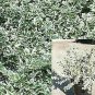 Variegated Creeping Euonymus Emerald Gaietyhrubs OutdoorP plant 1gallon Live Pla