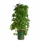 Parthenocissus Tricuspidata Boston Ivydormant Outdoor plant 1gallon Live Plant N